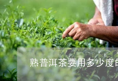 熟普洱茶要用多少度的水来泡/2023110405950