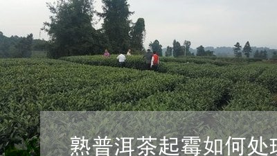 熟普洱茶起霉如何处理/2023072294928