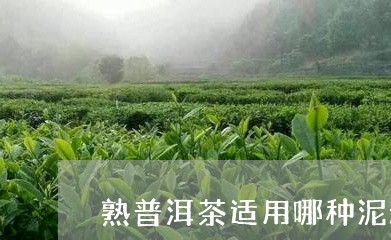 熟普洱茶适用哪种泥料/2023062288469