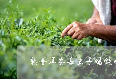 熟普洱茶长虫子吗能喝吗/2023082724057