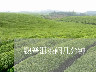 熟普洱茶闷几分钟/2023101632827