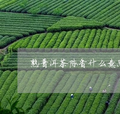 熟普洱茶陈香什么意思/2023093037260