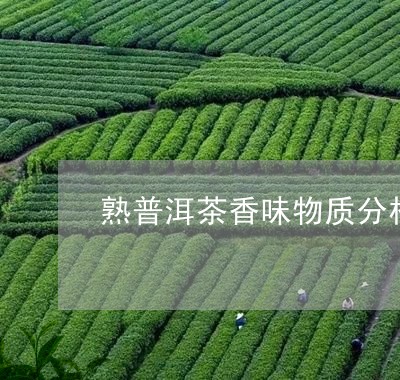 熟普洱茶香味物质分析/2023092578392