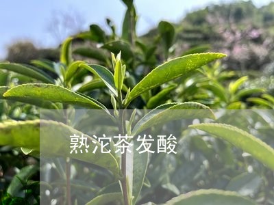 熟沱茶发酸/2023090258172