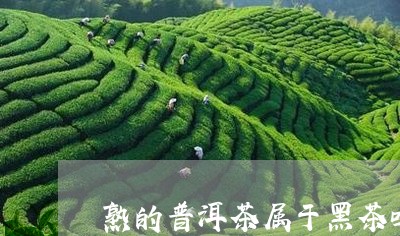 熟的普洱茶属于黑茶吗/2023062343826