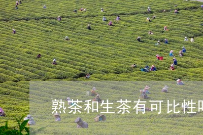 熟茶和生茶有可比性吗/2023092255059