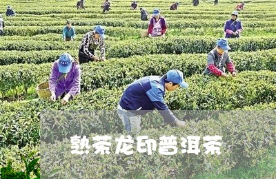 熟茶龙印普洱茶/2023112671725