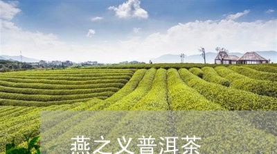 燕之义普洱茶/2023042769470