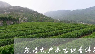 燕语大户赛古树普洱茶/2023061851614