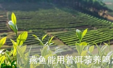 燕鱼能用普洱茶养吗怎么养/2023101055037