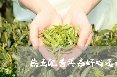 燕麦配普洱茶好吗还是黑茶/2023110771581