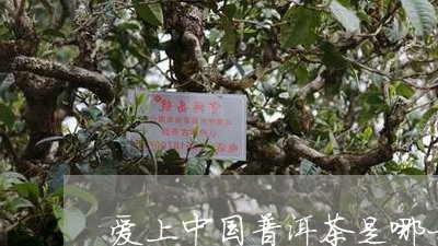 爱上中国普洱茶是哪一集/2023120703893