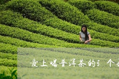 爱上喝普洱茶的5个理由/2023103133046