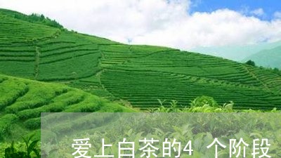 爱上白茶的4个阶段/2023121522603