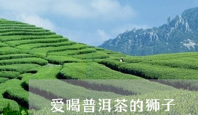 爱喝普洱茶的狮子/2023120420515