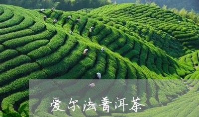 爱尔法普洱茶/2023101640571