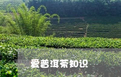 爱普洱茶知识/2023081847271