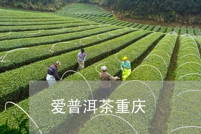 爱普洱茶重庆/2023081551492