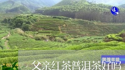 父亲红茶普洱茶好吗/2023121825048