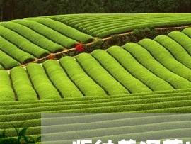 版纳普洱茶批发价格多少/2023082741504