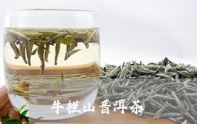 牛栏山普洱茶/2023042500445