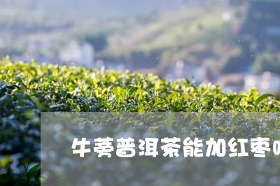 牛蒡普洱茶能加红枣吗/2023073182694