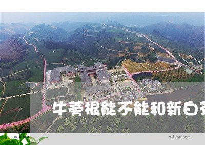 牛蒡根能不能和新白茶一起泡水喝/2023063008271