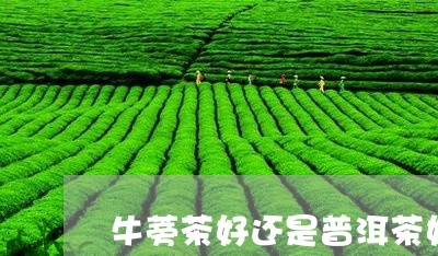 牛蒡茶好还是普洱茶好/2023100808259