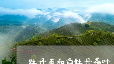 牡丹王和白牡丹茶叶/2023120512592