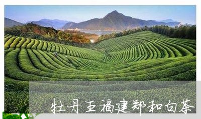 牡丹王福建郑和白茶/2023120531635