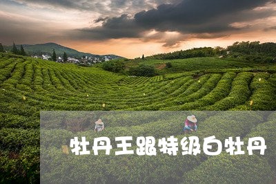 牡丹王跟特级白牡丹/2023091460582