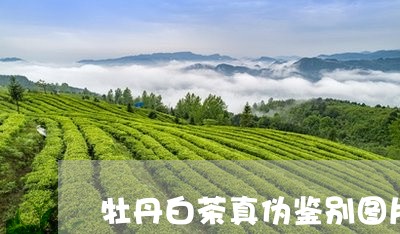 牡丹白茶真伪鉴别图片/2023100296039