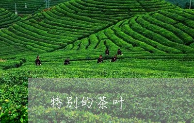 特别的茶叶/2023041769687