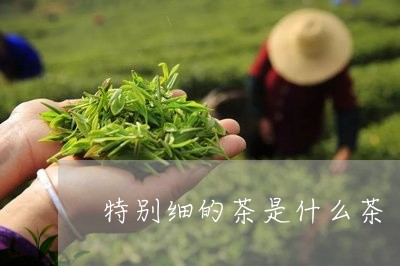 特别细的茶是什么茶/2023042168150