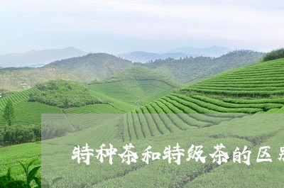 特种茶和特级茶的区别/2023071548581