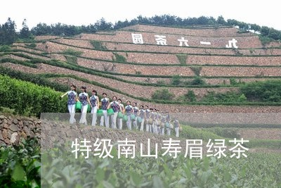 特级南山寿眉绿茶/2023090804926