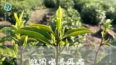 犯困喝普洱茶/2023042712779