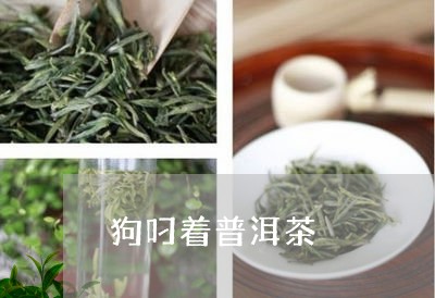 狗叼着普洱茶/2023042781717