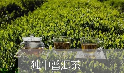 独中普洱茶/2023090538493