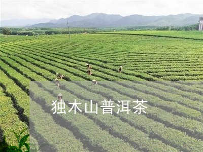 独木山普洱茶/2023042910932