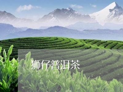 狮仔普洱茶/2023112682815