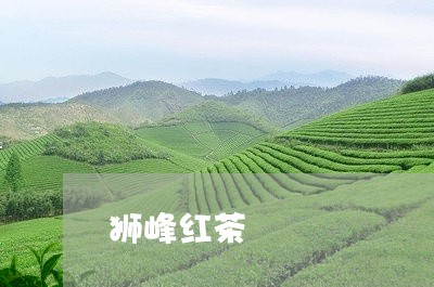 狮峰红茶/2023090175048