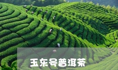 玉东号普洱茶/2023042976786