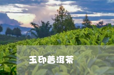 玉印普洱茶/2023102531838