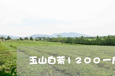 玉山白茶1200一斤/2023092748582