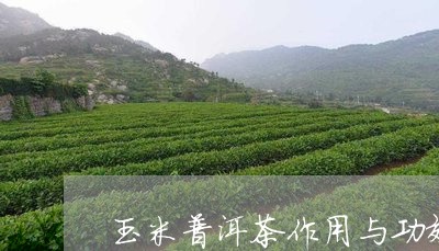 玉米普洱茶作用与功效与作用/2023121841515