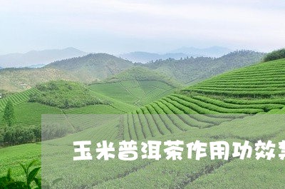 玉米普洱茶作用功效禁忌/2023110707351