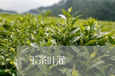 玉茶叶灌/2023090104268