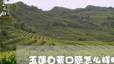 玉莲白茶口感怎么样啊/2023100266290