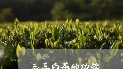 玉蕊白茶的功效/2023060205036